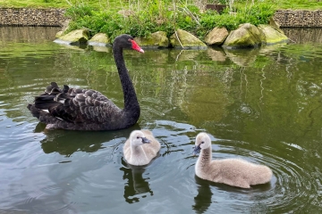 Black swan cygnets.jpg